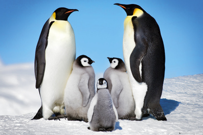penguins-5.jpg